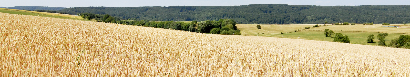 Weizenfeld, im Hintergrund Wald © Dienstleistungszentren Ländlicher Raum